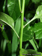 Image of Parish's nightshade