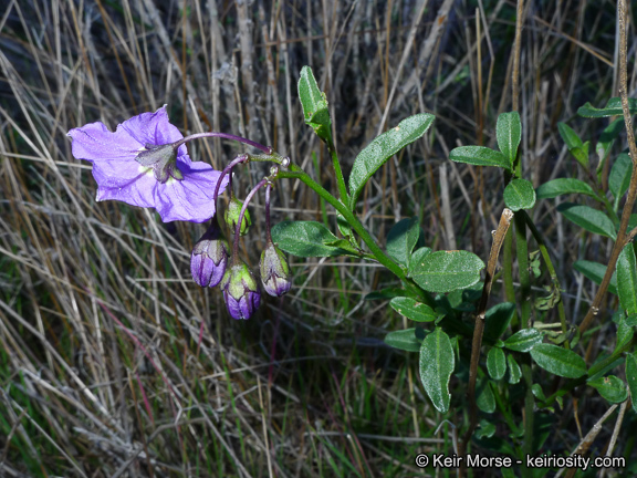 Image of Parish's nightshade