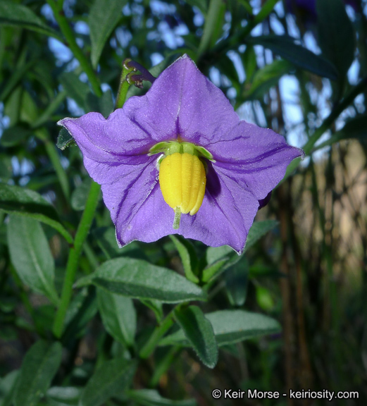 Image of Parish's nightshade