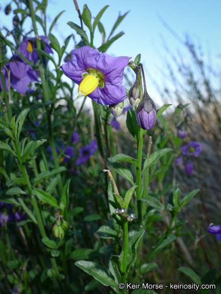 Image of Parish's nightshade