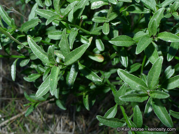 Image of Parish's nightshade