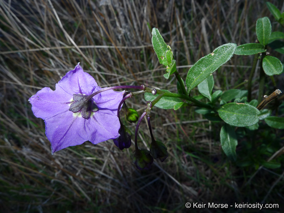 Image of Parish's nightshade