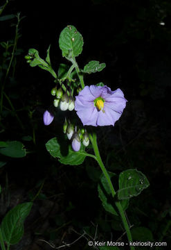 Image of chaparral nightshade