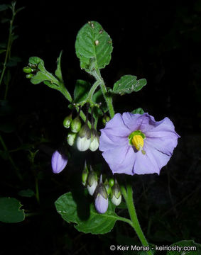 Image of chaparral nightshade