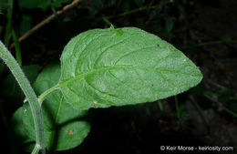 Image of chaparral nightshade