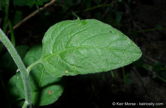 Image of chaparral nightshade