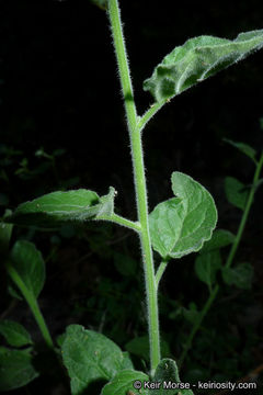 Image of chaparral nightshade