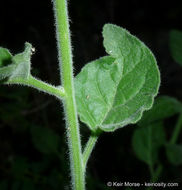 Image of chaparral nightshade