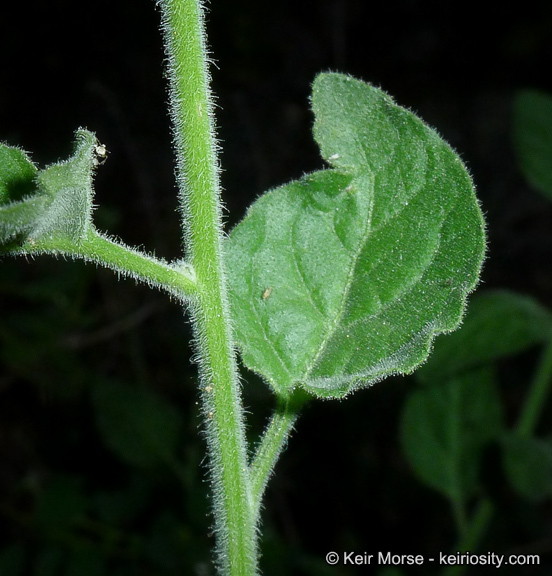 Image of chaparral nightshade