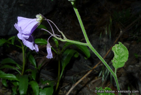 Image of chaparral nightshade