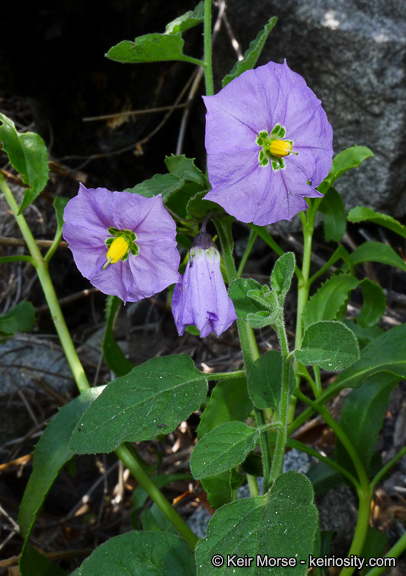 Image of chaparral nightshade