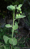 Image of chaparral nightshade