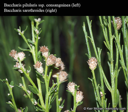 Image of Baccharis pilularis subsp. consanguinea (DC.) C. B. Wolf