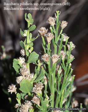 Image of Baccharis pilularis subsp. consanguinea (DC.) C. B. Wolf