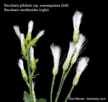 Image of Baccharis pilularis subsp. consanguinea (DC.) C. B. Wolf