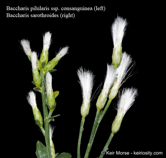 Imagem de Baccharis pilularis subsp. consanguinea (DC.) C. B. Wolf