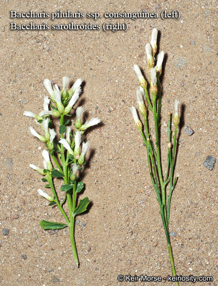 Image of desertbroom