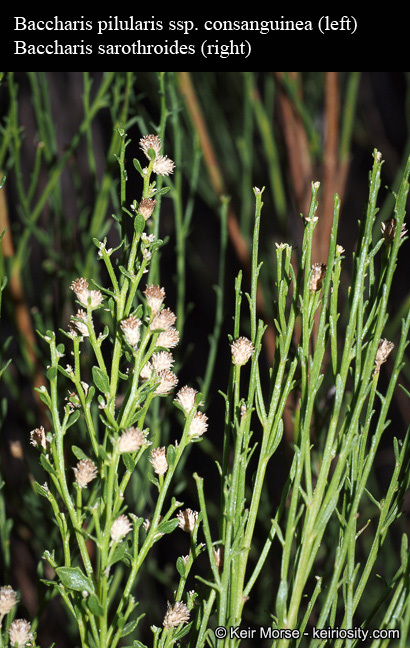 Image of desertbroom