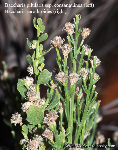 Image of desertbroom