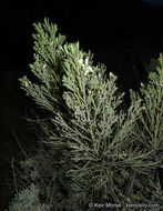 Image of desertbroom