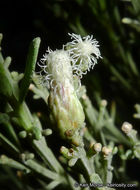 Image of desertbroom