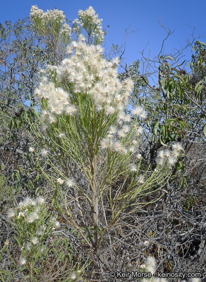 Image of desertbroom