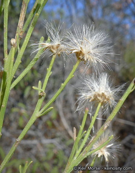 Image of desertbroom