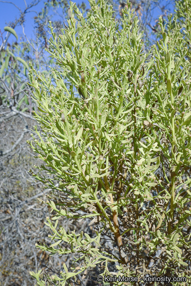 Image of desertbroom