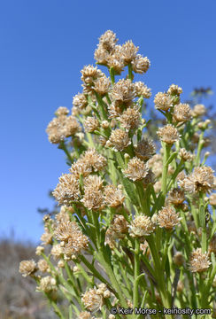 Image of desertbroom