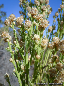 Image of desertbroom