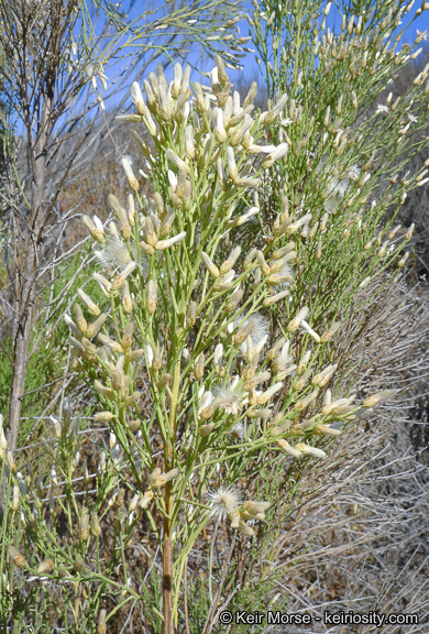 Image of desertbroom