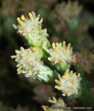 Image of desertbroom