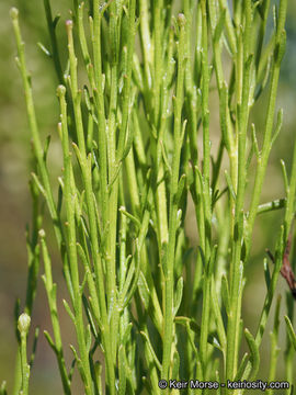 Image of desertbroom