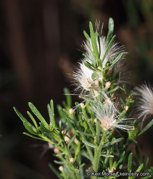 Image of desertbroom