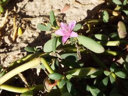 Image de Sesuvium verrucosum Raf.