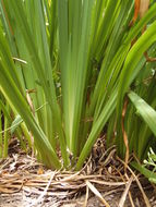 Image of yellow flag, yellow iris