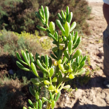 Image of turtleweed