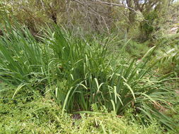 Image of yellow flag, yellow iris