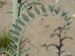 Plancia ëd Astragalus brauntonii Parish