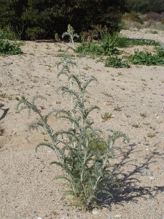 Plancia ëd Astragalus brauntonii Parish