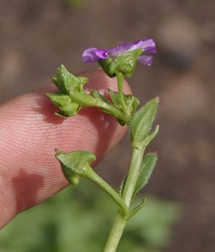 Image of Brewer's redmaids