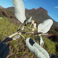 Слика од Croton californicus Müll. Arg.