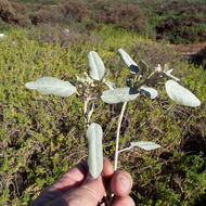 Слика од Croton californicus Müll. Arg.