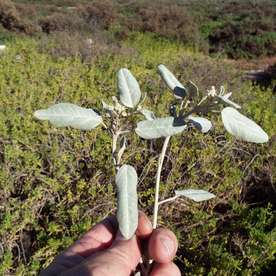 Слика од Croton californicus Müll. Arg.