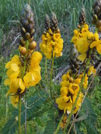 Image of <i>Cassia didymobotrya</i>