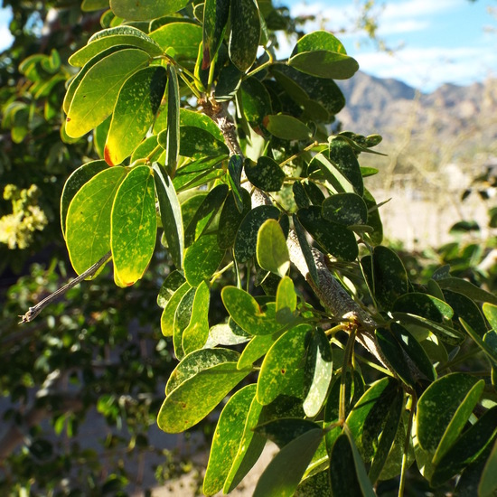 Plancia ëd Pithecellobium dulce (Roxb.) Benth.