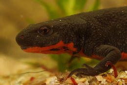 Image of Oriental Fire-bellied Newt