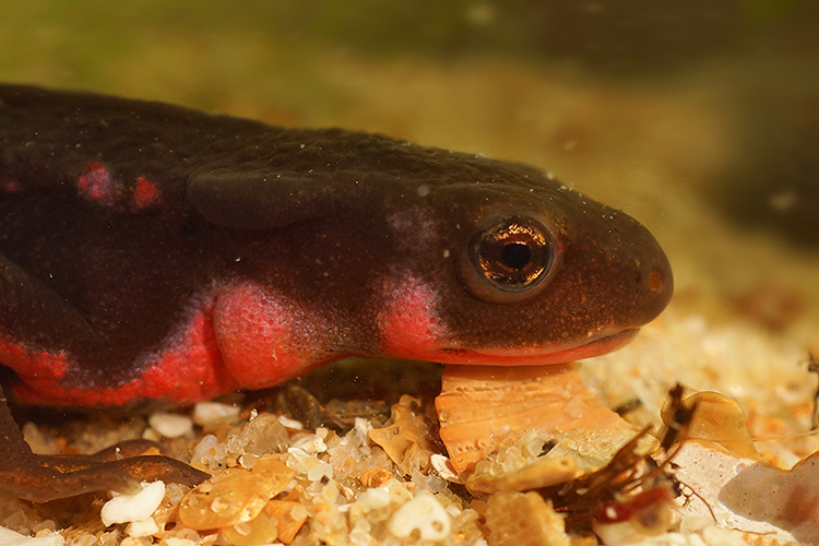 Image of Japanese Fire-bellied Newt