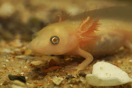 Image of Sharp-ribbed Salamander