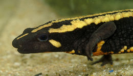 Image of Laos Warty Newt; Laotriton de Laos